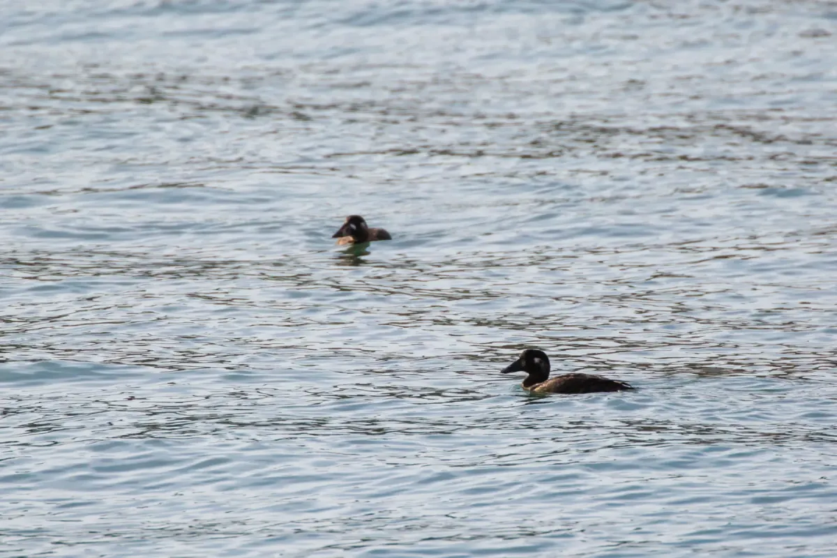 File:Melanitta perspicillata (30862074473).jpg