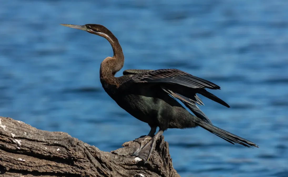 File:Pato aguja africano (Anhinga rufa), parque nacional de Chobe, Botsuana, 2018-07-28, DD 46.jpg