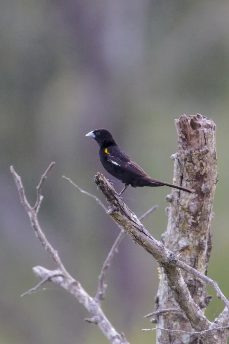 File:Euplectes albonotatus (45250103174).jpg