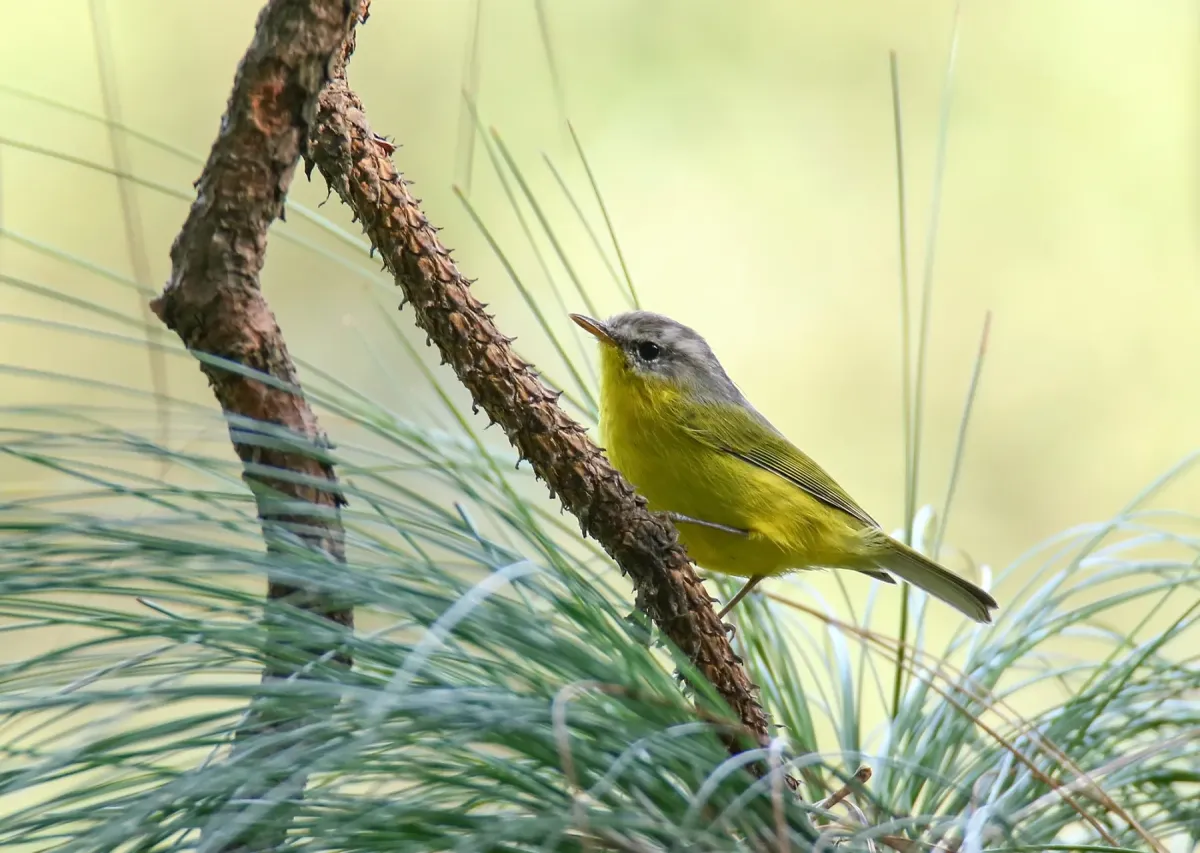 File:Grey-hooded Warbler (Phylloscopus xanthoschistos) (39399479164).jpg