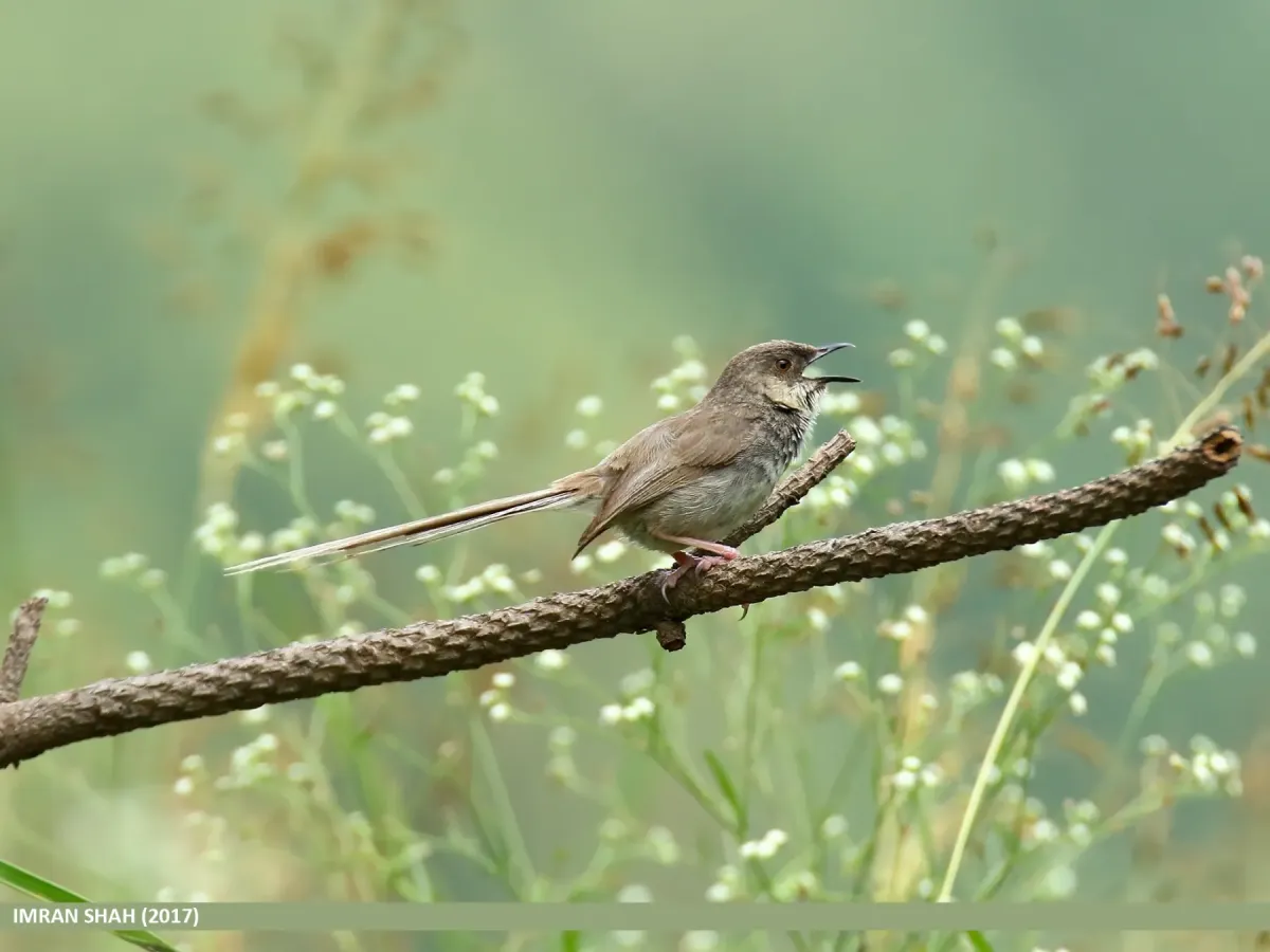 File:Grey-breasted Prinia (Prinia hodgsonii) (24769515847).jpg