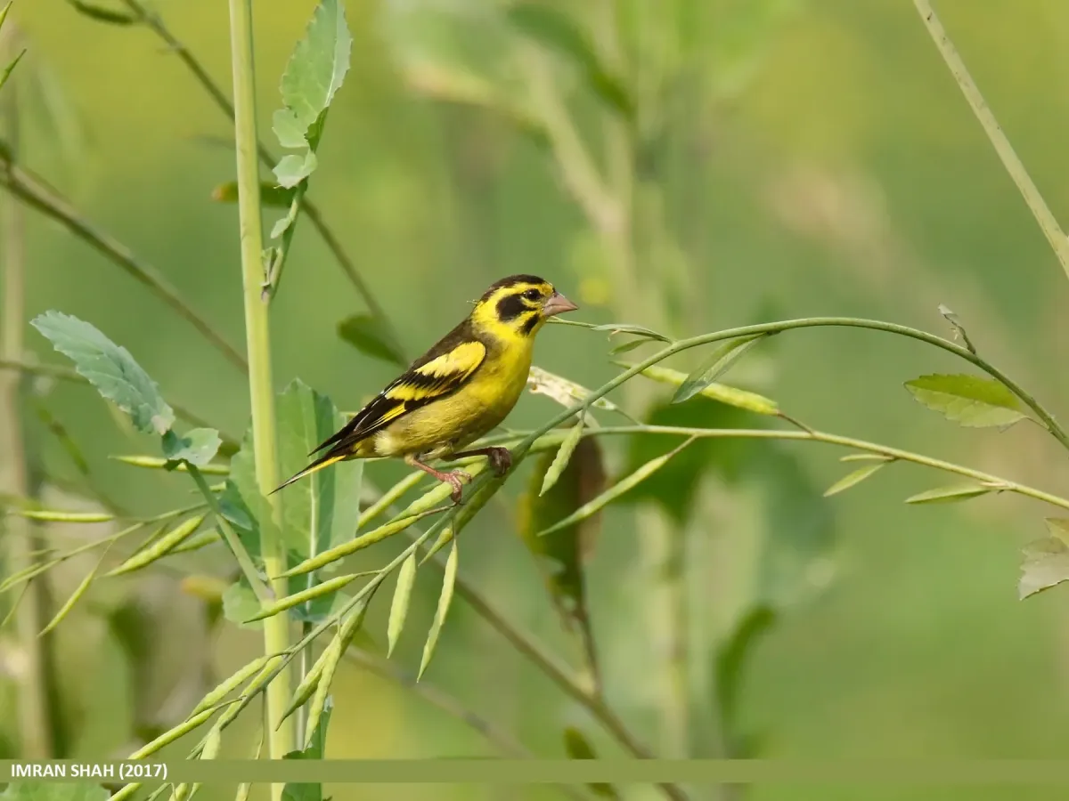 File:Yellow-breasted Greenfinch (Chloris spinoides) (27812381499).jpg