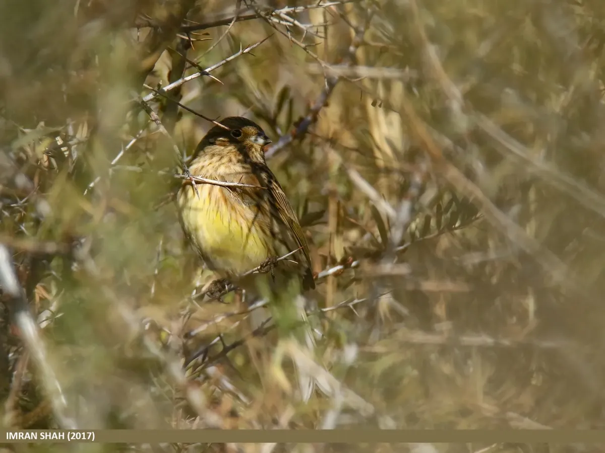 File:Chestnut Bunting (Emberiza rutila) (38481759101).jpg