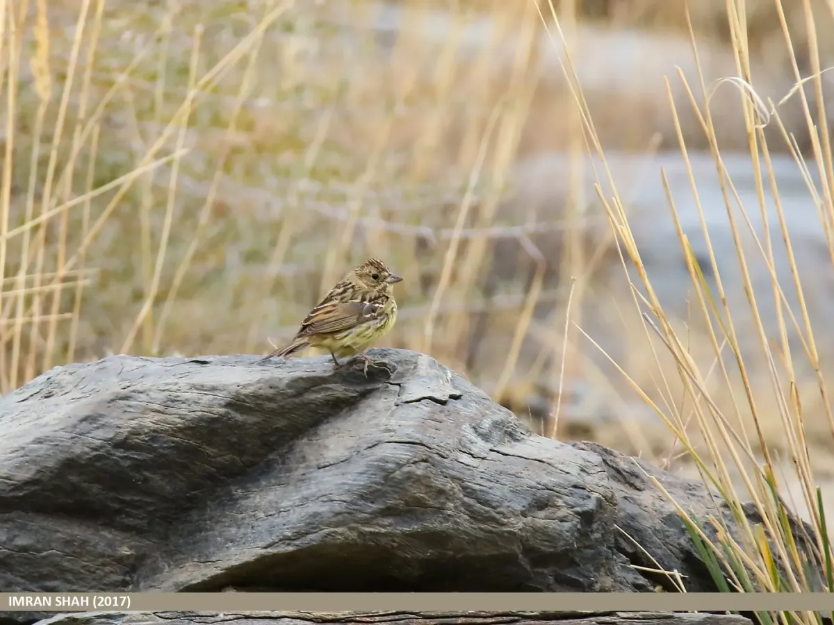 File:Chestnut Bunting (Emberiza rutila) (37406048514).jpg
