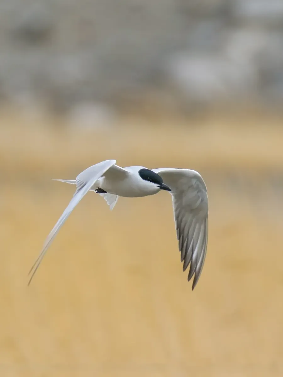 File:Gull-billed Tern (Gelochelidon nilotica) (34149541540).jpg