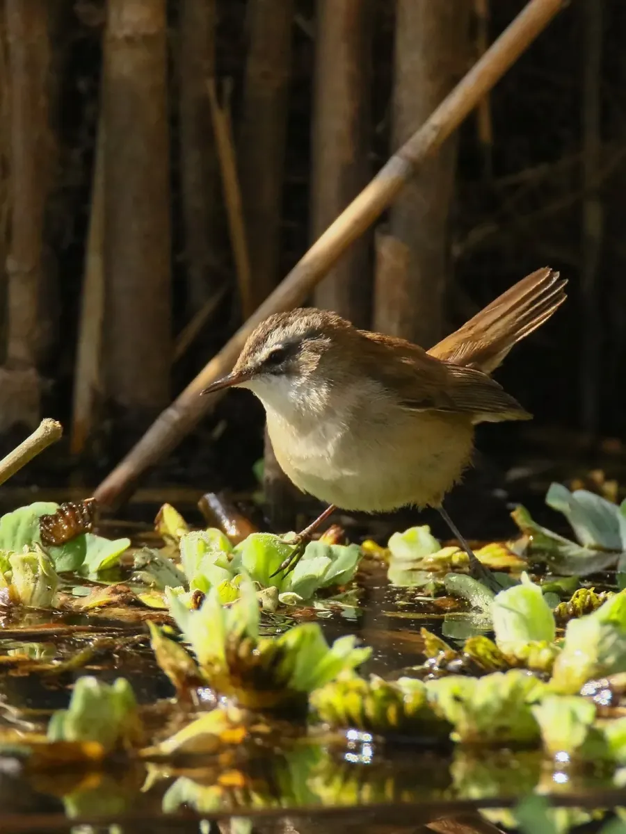 File:Moustached Warbler (Acrocephalus melanopogon) (34405169891).jpg