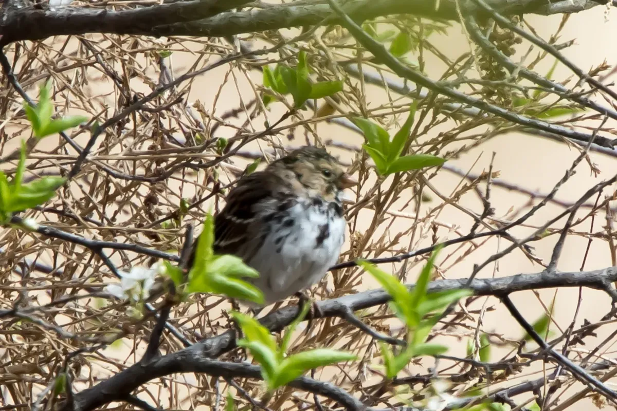 File:Harris's Sparrow (Zonotrichia querula) (19730863663).jpg