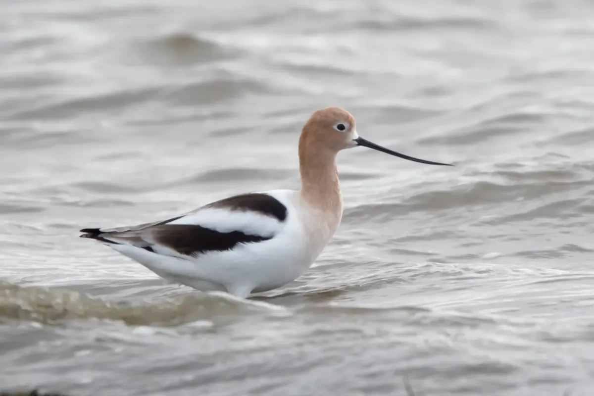 File:American Avocet (Recurvirostra americana) (19730429333).jpg