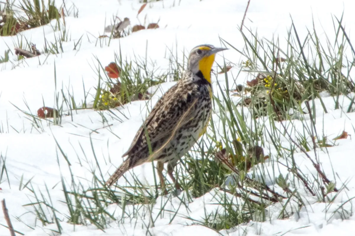 File:Western Meadowlark (Sturnella neglecta) (20162761618).jpg