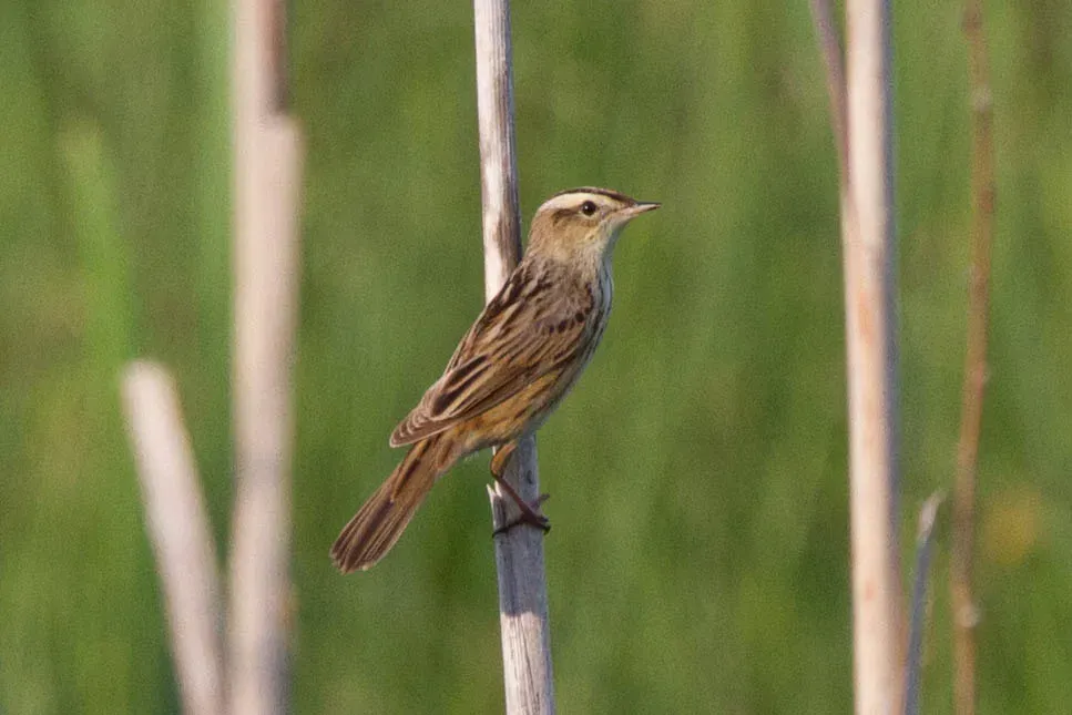 File:Aquatic Warbler (Acrocephalus paludicola) (14363772751).jpg