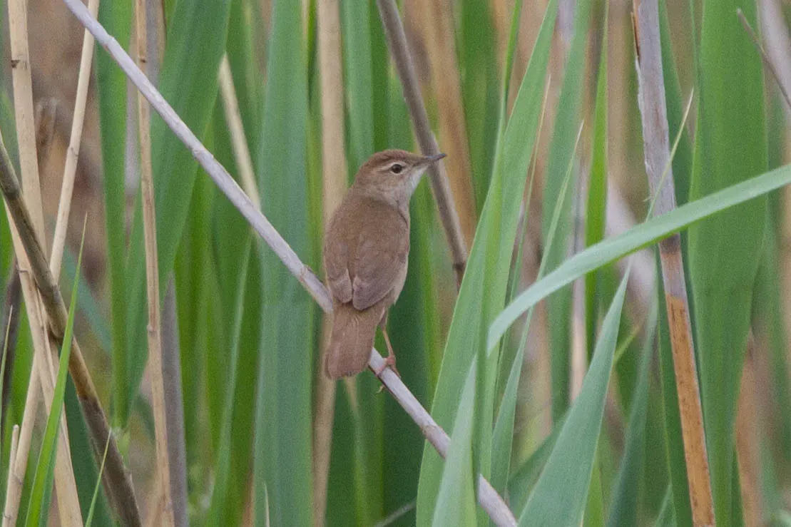 File:Savi's Warbler (Locustella luscinioides) (14180450419).jpg