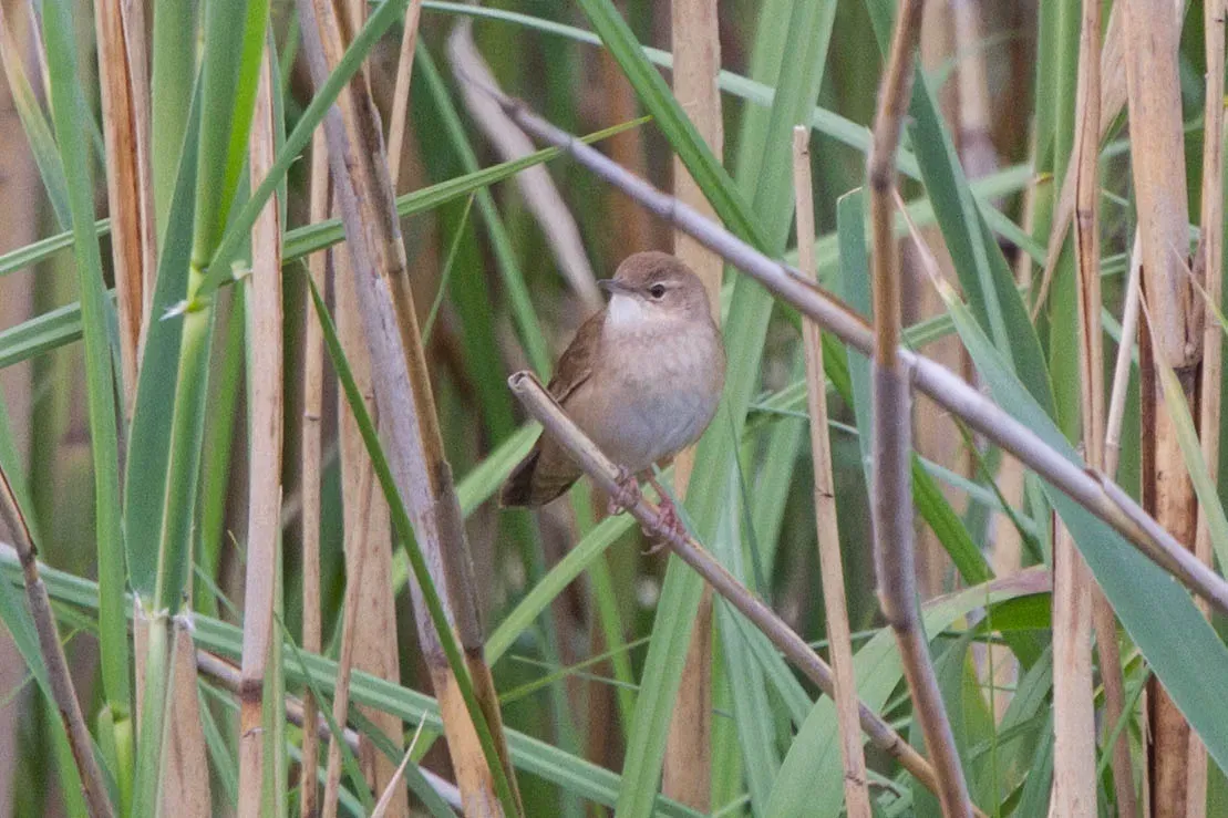 File:Savi's Warbler (Locustella luscinioides) (14180458838).jpg
