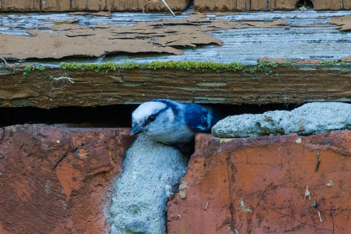 File:Azure Tit (Cyanistes cyanus) (14367066865).jpg