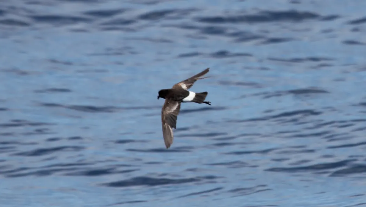 File:Wilson's Storm-Petrel (Oceanites oceanicus) (18437325104).jpg