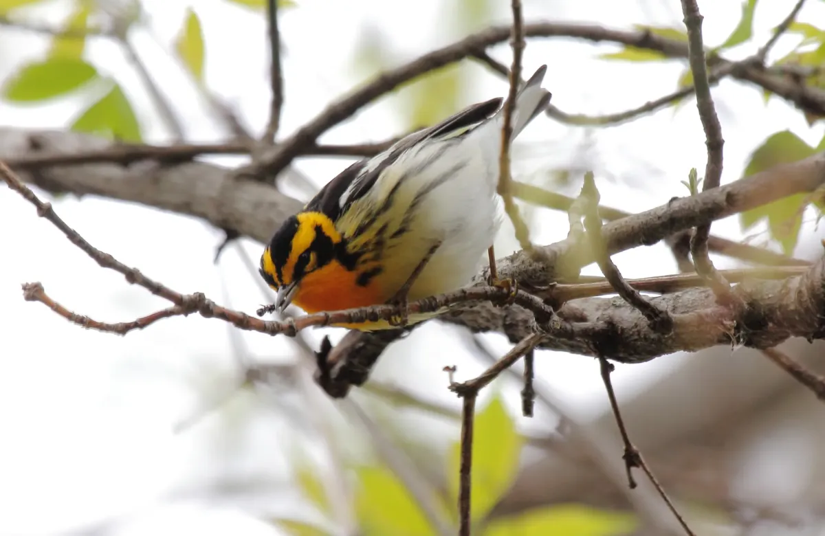 File:Blackburnian Warbler (Setophaga fusca) (15226380708).jpg