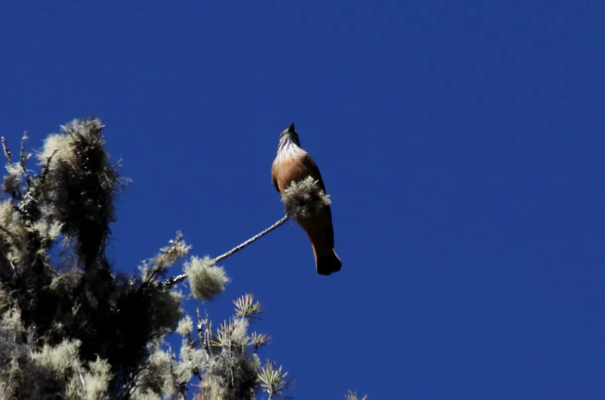 File:Streak-throated Bush-Tyrant (Myiotheretes striaticollis) (9565947342).jpg
