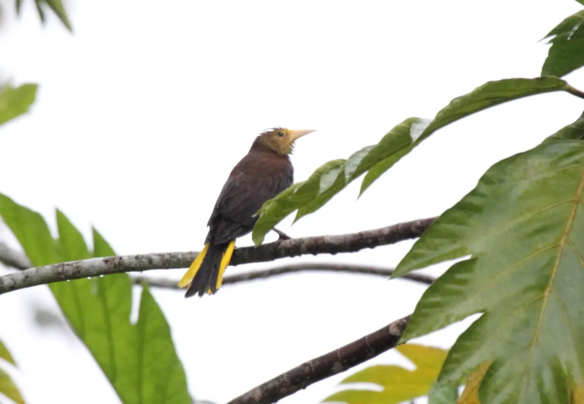 File:Russet-backed Oropendola (Psarocolius angustifrons) (9563149157).jpg