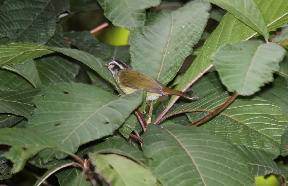 File:Three-striped Warbler (Basileuterus tristriatus) (9565931214).jpg