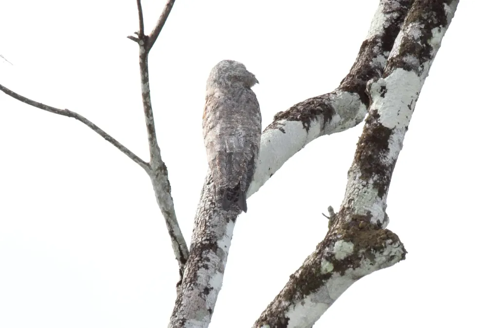 File:Great Potoo (Nyctibius grandis) (9499670924).jpg