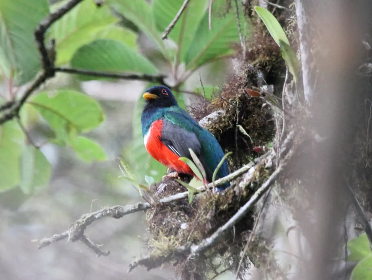 File:Masked Trogon (Trogon personatus) (9499659906).jpg