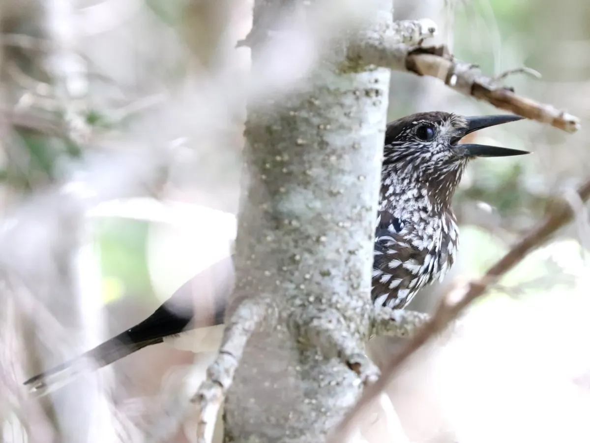 File:Nucifraga caryocatactes (crying).jpg