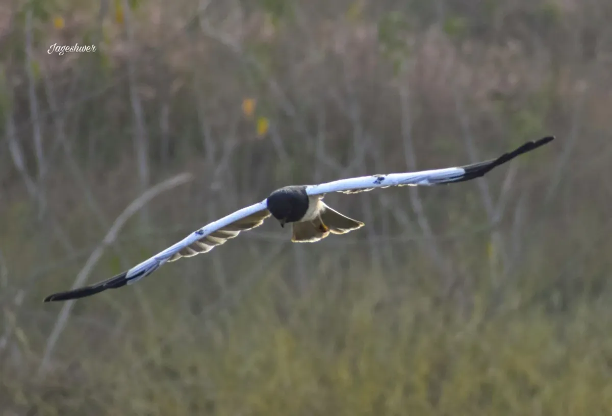 File:Pied harrier (Circus melanoleucos) 2.jpg