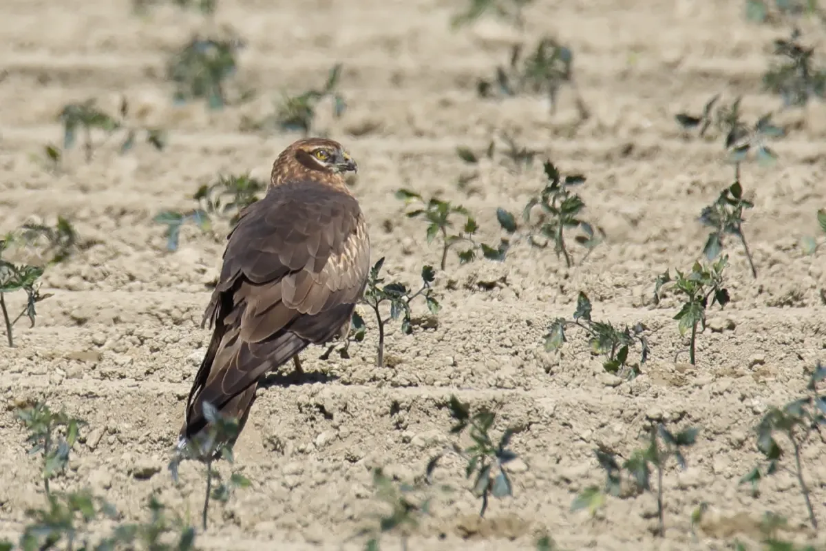 File:Circus pygargus (33541975444).jpg