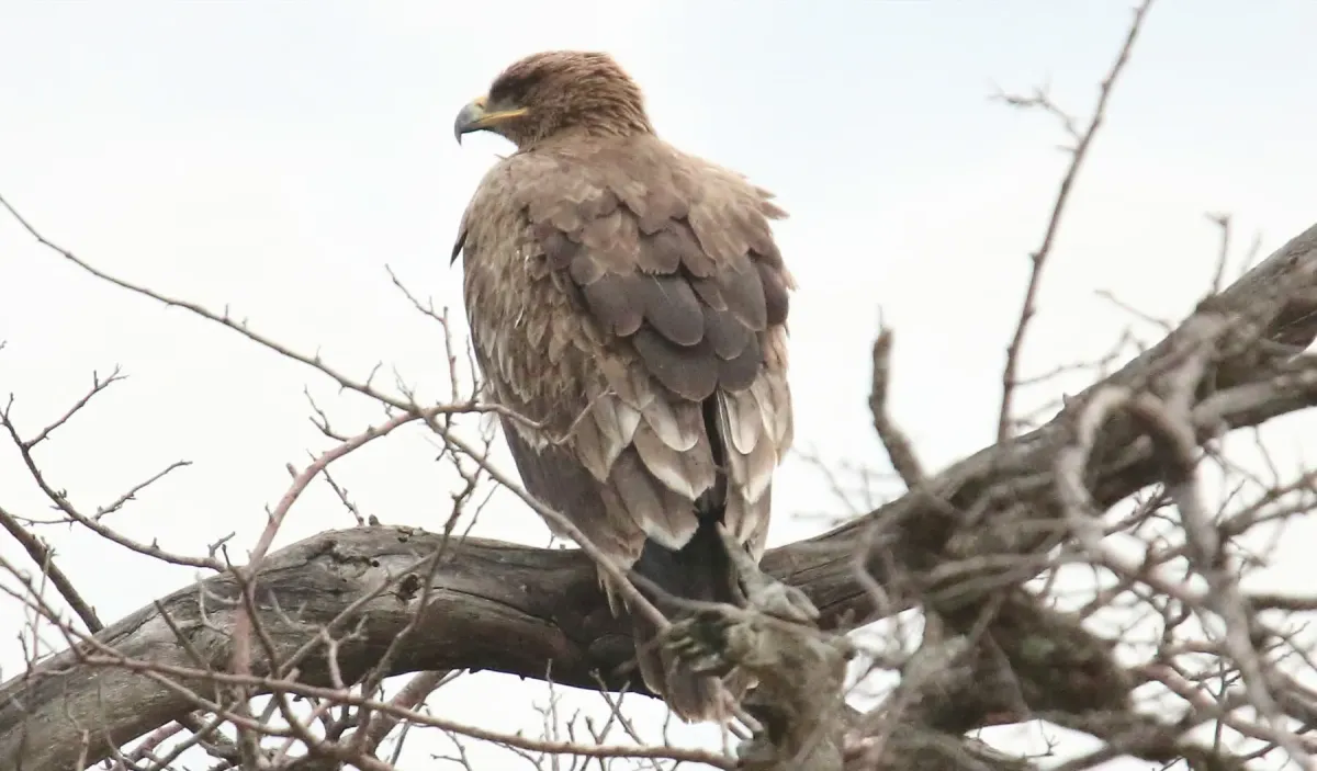 File:Lesser-spotted Eagle (Clanga pomarina) (46497411462).jpg