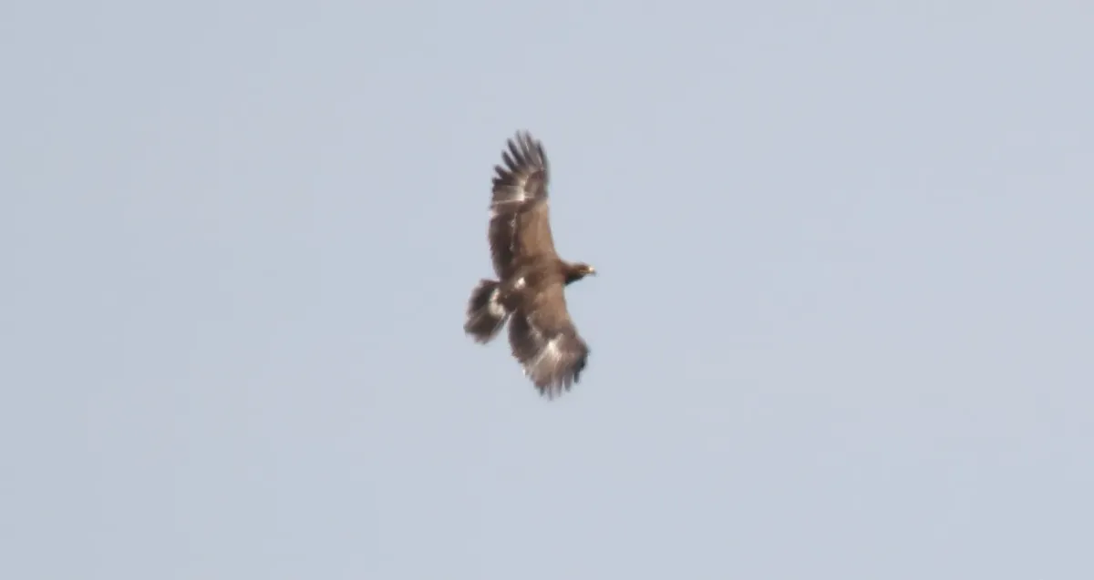File:Lesser-spotted Eagle (Clanga pomarina) (45825227454).jpg