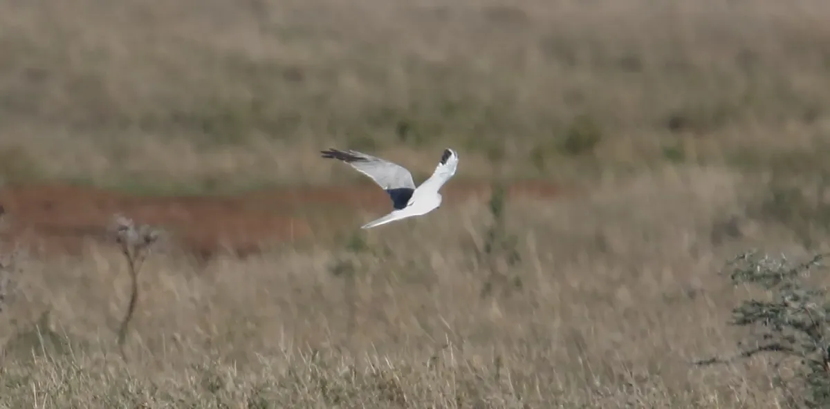 File:Pallid Harrier (Circus macrourus) (45837291664).jpg