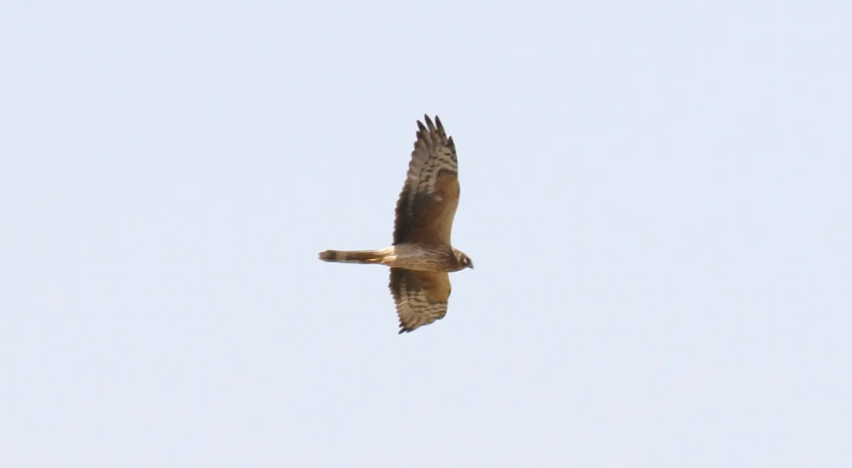 File:Pallid Harrier (Circus macrourus) (31620410527).jpg