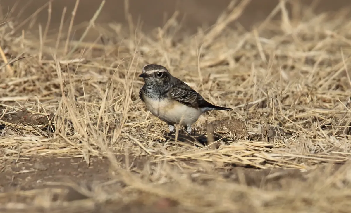 File:Pied Wheatear (Oenanthe pleschanka) (44761522690).jpg