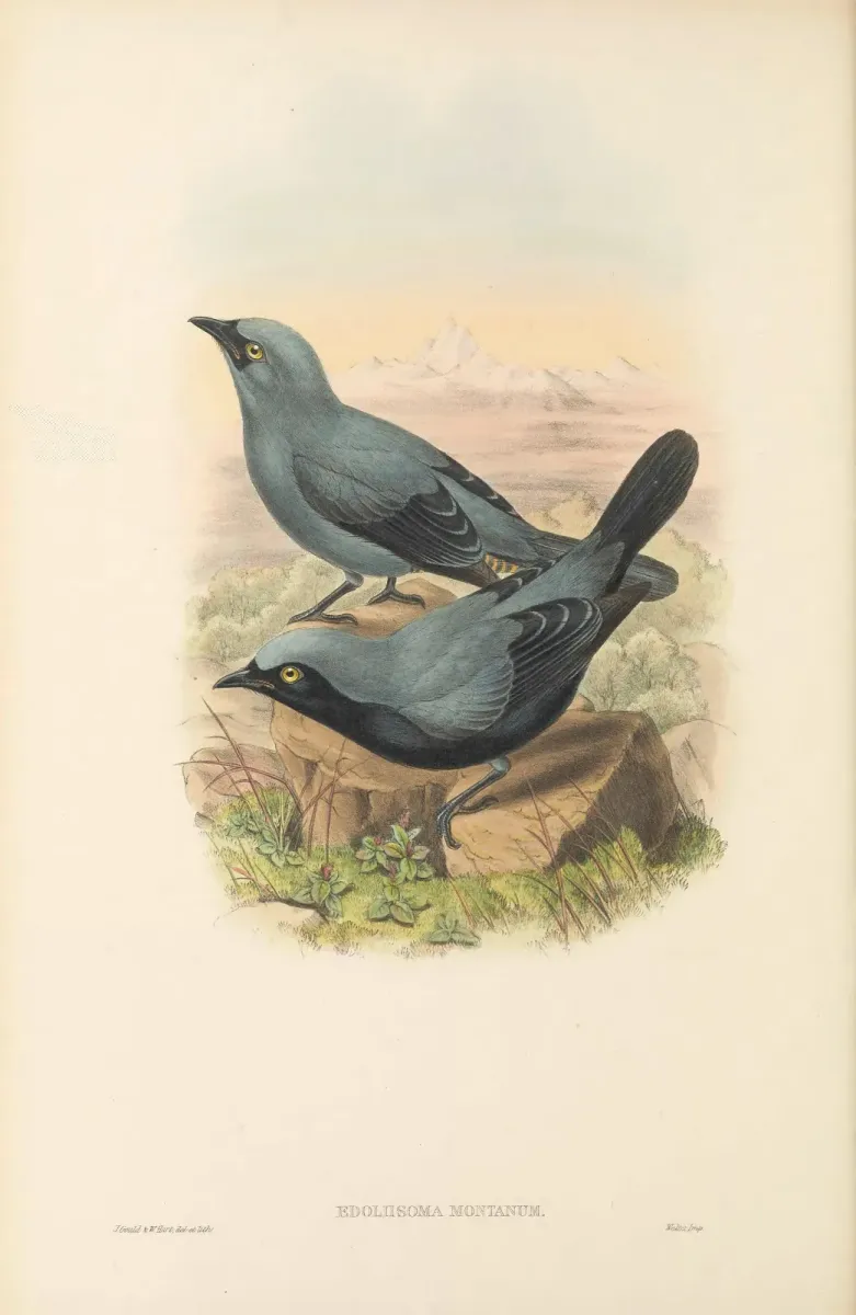 File:Edolisoma montanum - The Birds of New Guinea.jpg