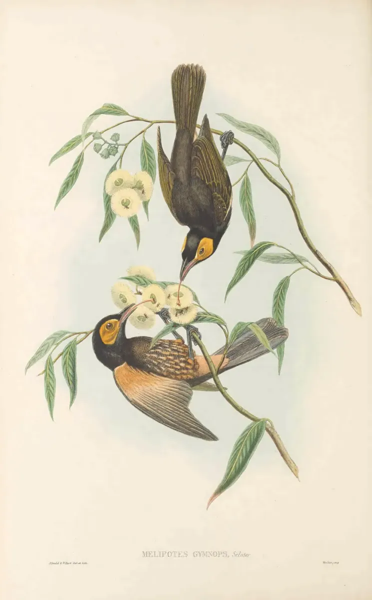 File:Melipotes gymnops - The Birds of New Guinea.jpg