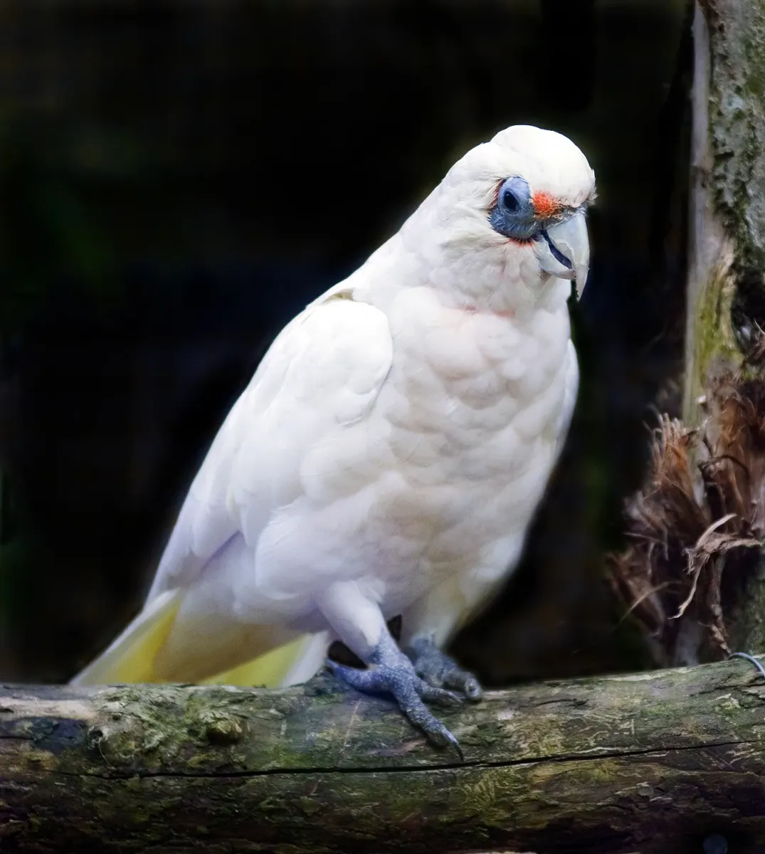 File:Cacatua pastinator -Blackpool Zoo-8a.jpg