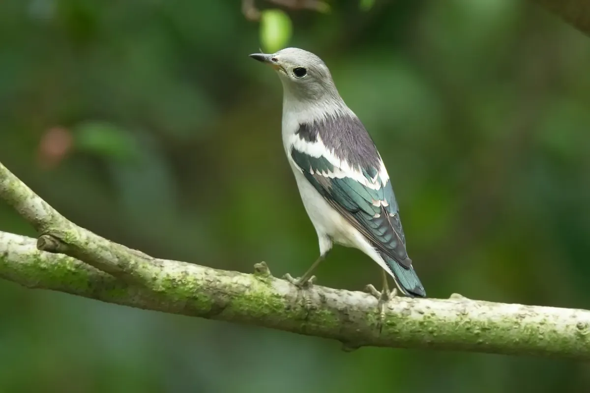 File:Agropsar sturninus - Kent Ridge Park.jpg