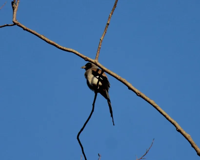 File:Grey treepie, (Dendrocitta formosae) 14.jpg