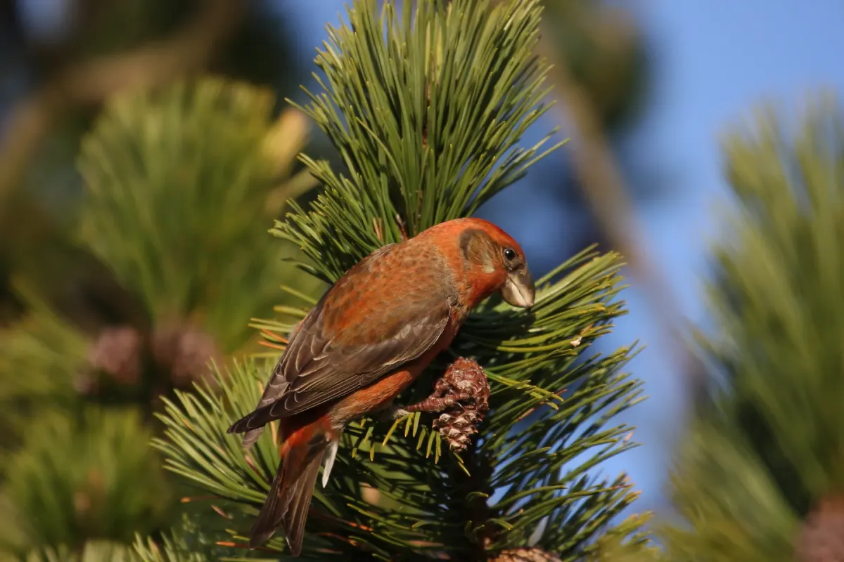 File:Furukorsnebb..(Loxia pytyopsittacus).jpg