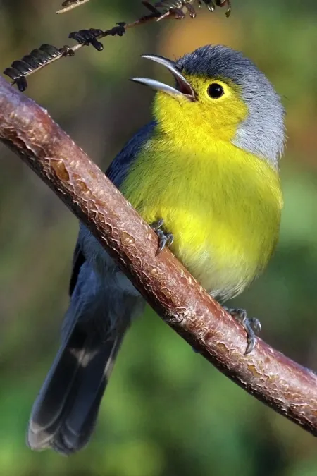 File:Oriente warbler (Teretistris fornsi) - cropped.jpg