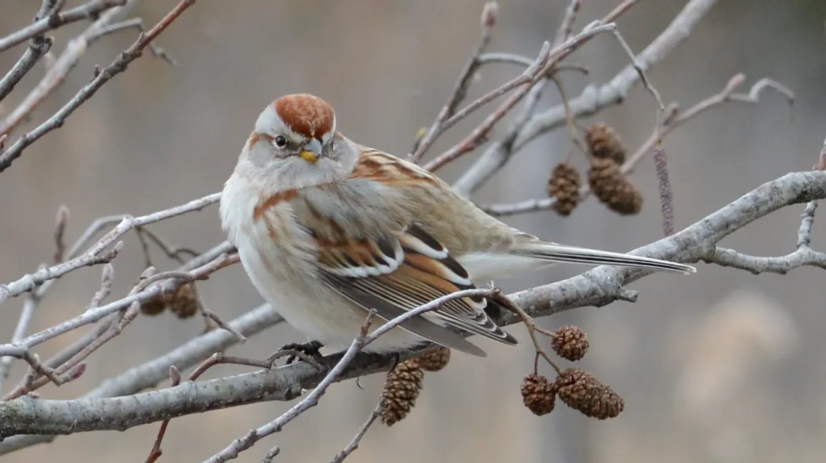 File:American Tree Sparrow (Spizelloides arborea) - Cambridge, Ontario 2019-02-09 (02).jpg