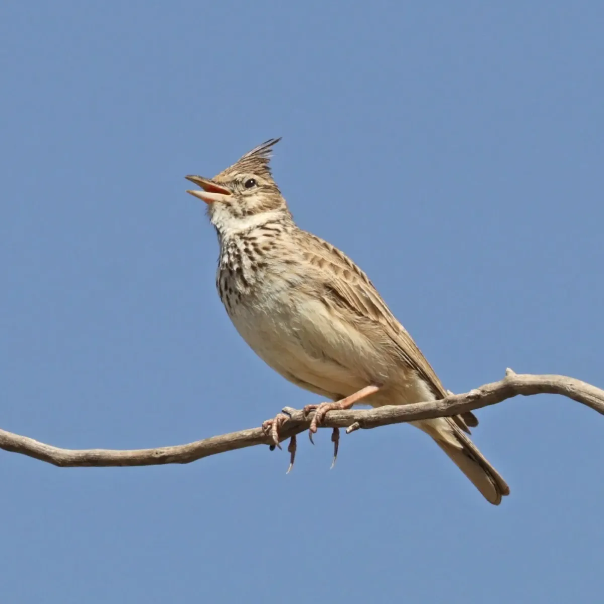 File:Crested lark (Galerida cristata kleinschmidti).jpg