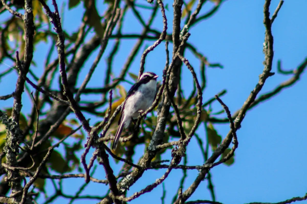 File:Grey bush chat (Saxicola ferreus) 1.jpg