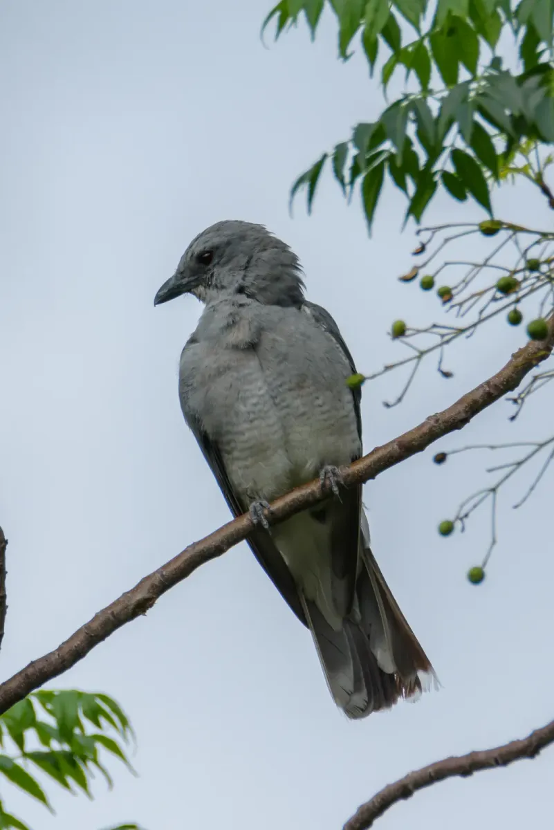 File:Large cuckooshrike (Coracina macei) 33.jpg