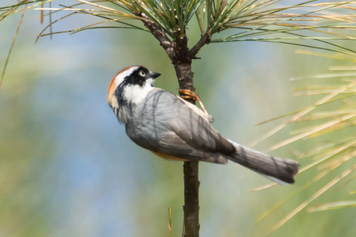 File:Black-throated bushtit (Aegithalos concinnus) 19.jpg