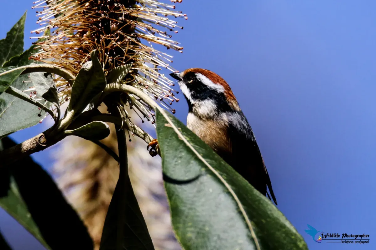 File:Black-throated bushtit (Aegithalos concinnus) 31.jpg