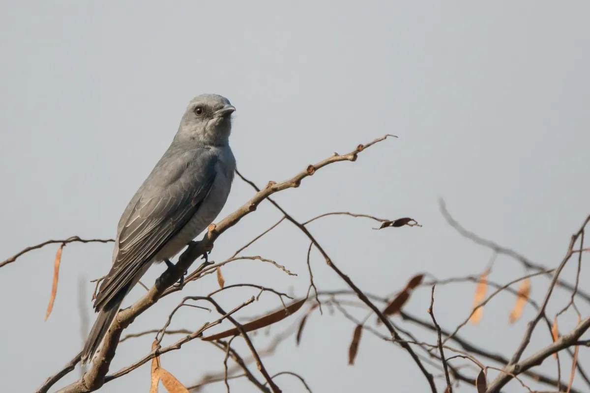 File:Large cuckooshrike (Coracina macei) 05.jpg