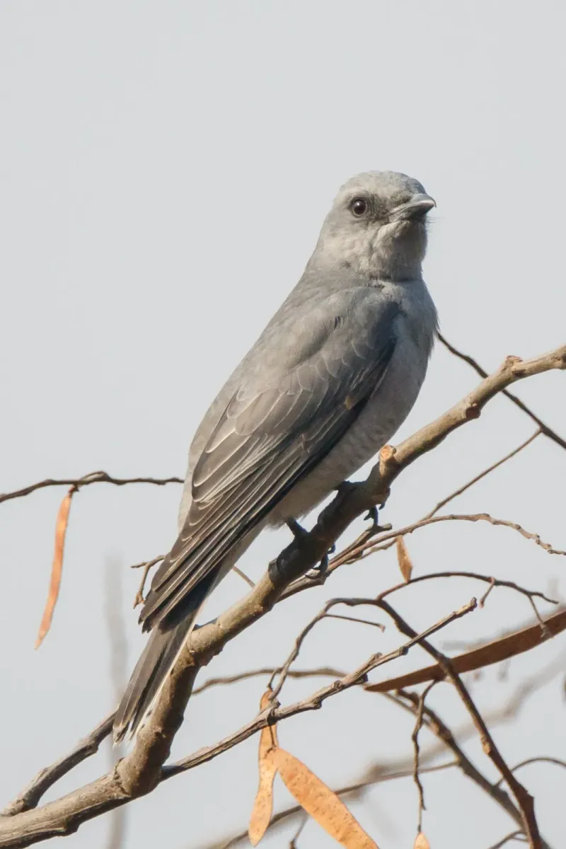 File:Large cuckooshrike (Coracina macei) 06.jpg