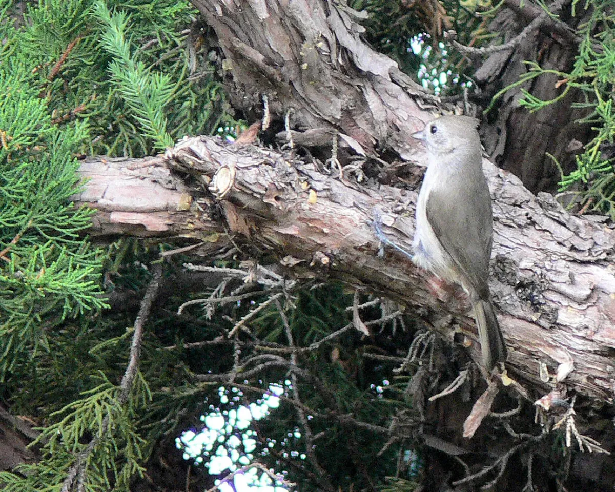 File:Baeolophus inornatus Novato.jpg