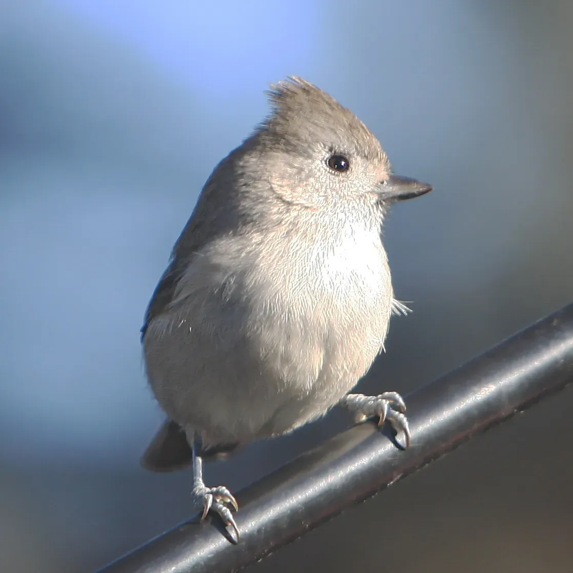 File:Baeolophus inornatus Groveland.jpg
