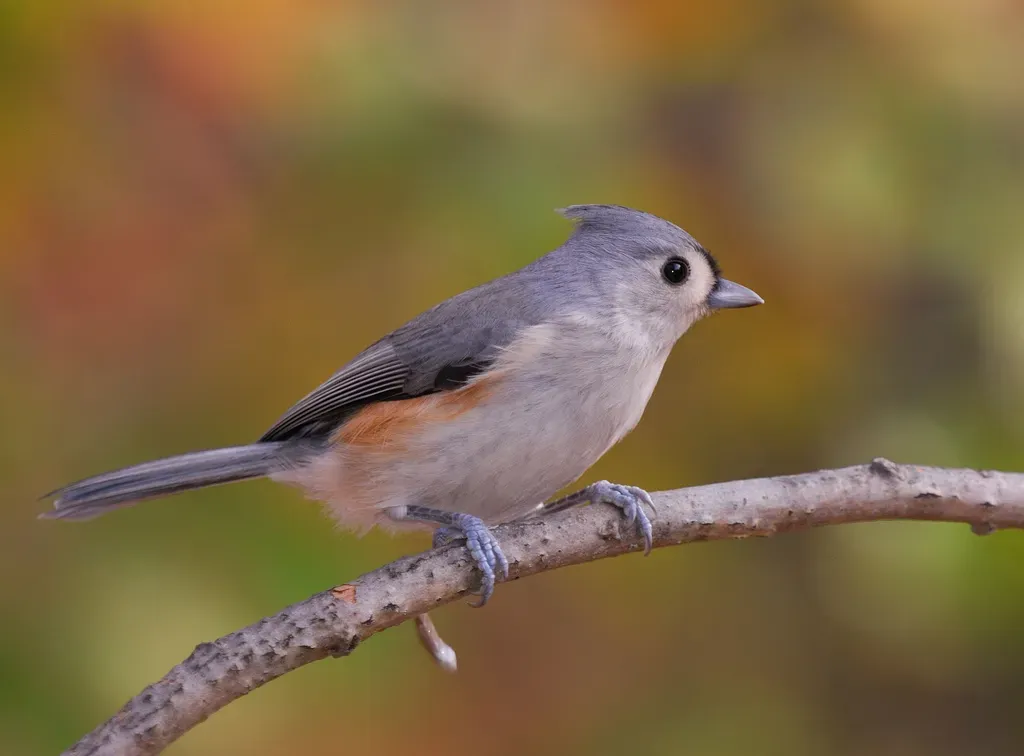 File:Baeolophus bicolor garyirwin.jpg